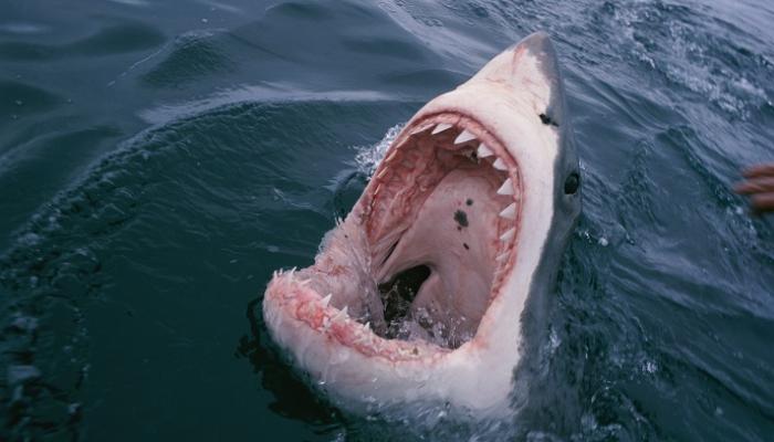 سواحل البحر الاحمر المصرية شهدت سبع هجمات لأسماك القرش خلال 12 عاما 
