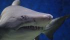 Egypte : deux femmes tuées par un requin en mer rouge