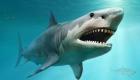 Mısır’dan 'Köpekbalığı saldırısı'na yönelik ilk resmi açıklama