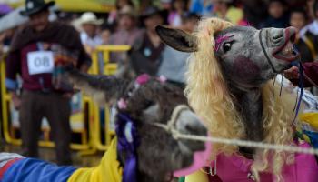ویدئو | جشنواره سالیانه زیباترین خر در کلمبیا برگزار شد