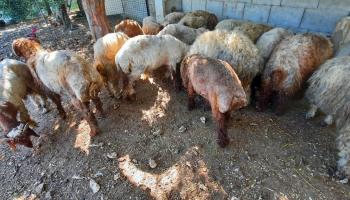 ركود سوق الخراف في لبنان