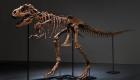 ویدئو | حراج فسیل دایناسور ۷۶ میلیون ساله در "سوتبی نیویورک"