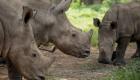 Afrique du Sud : quatre rhinos morts, des braconniers arrêtés dans le parc Kruger