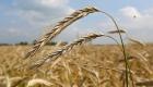 مصر تشتري 63 ألف طن من القمح الألماني في صفقة شراء مباشر 