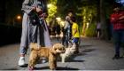 ممنوعیت ورود سگ‌ها به پارک‌های تهران