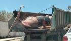 Algérie : découverte d'une baleine échouée sur une plage de Béjaïa