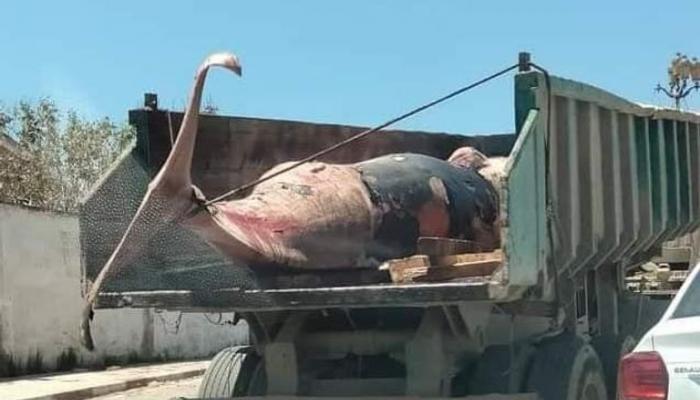 découverte d'une baleine échouée sur une plage de Béjaïa