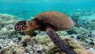 Japonya'da çok sayıda deniz kaplumbağası ölü bulundu