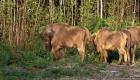  Des bisons européens réintroduits en Angleterre