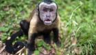 Japonya'da iki haftada 10 kişiye saldıran vahşi maymun aranıyor