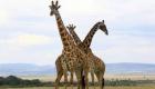 Kenya: naissance exceptionnelle de girafons jumeaux