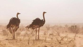 ارتفاع النعامة يبلغ 2.7 متر