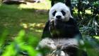Dünyanın en yaşlı erkek pandası 35 yaşında öldü