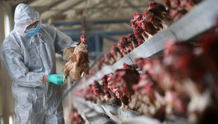 الصين تكتشف إصابة بسلالة شديدة العدوى من إنفلونزا الطيور - أرشيفية