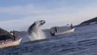 Video.. Dev balina teknenin üzerine bakın nasıl düştü!
