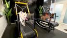 ویدئو | اولین سالن ورزشی ویژه سگ‌ها در ابوظبى امارات