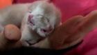 گزارش تصویری | تولد گربه‌ای عجیب با دو سر و صورت به هم چسبیده