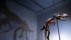 فروش اسکلت یک دایناسور ۷۷ میلیون ساله