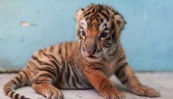 Cuba: Naissance d'un cinquième tigre du Bengale dans un zoo
