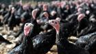 France: Détection d'un cas de grippe aviaire