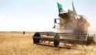 "حروب القمح".. صفقة ضخمة وموازنة إضافية لتحصين مخازن الجزائر