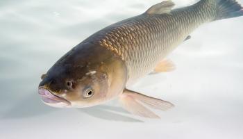 Une grande tournoie de pêche pour sauver des poissons de la rivière Illinois des carpes envahissantes 