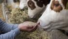 Sécheresse : un risque de pénurie de lait menace la France, selon la FNSEA