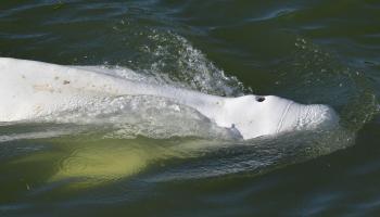 ویدئو | نهنگ بلوگا پس از سرگردانی به رودخانه سن فرانسه از غذا امتناع می‌کند