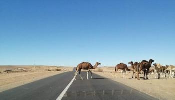 قطيع من الإبل يعبر الطريق - أرشيفية