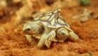 Çift başlı ve kuyruklu doğan kaplumbağa şaşkınlık yarattı