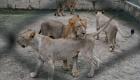 باغ وحشی در پاکستان ۱۲ شیر را به حراج می‌گذارد!