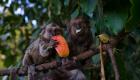 هجمات ضد القردة في البرازيل.. "الصحة العالمية" تعلّق