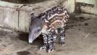 ویدئو | تولد یک نوزاد تاپیر در باغ‌وحش نیکاراگوئه