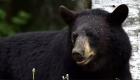 USA : nuit blanche pour un ours noir bloqué dans une voiture