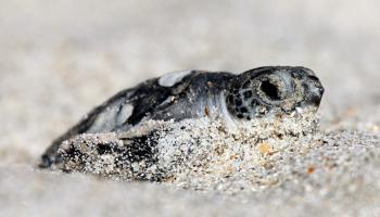 Güney Karolina sahilinde yavru deniz kaplumbağaları denizle buluştu