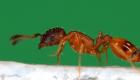 آليات نقل المعرفة.. روبوت يكشف أهم أسرار النمل