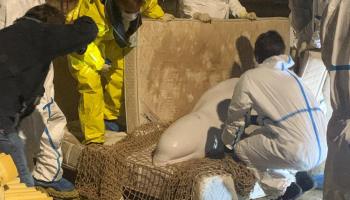France: un béluga "amaigri" aperçu dans la Seine