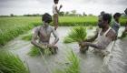 الأرز بطل أزمة غذاء جديدة.. تدهور المحصول في أكبر الدول المصدرة 