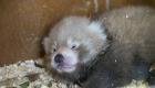 En vidéo..L'adorable naissance de Little Red, petit panda roux, en Angleterre