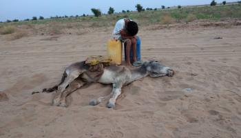 طفل يبكي بجوار حمار نافق