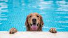 ویدئو | شنای بامزه سگ‌ها تو استخر در آمریکا 