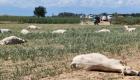 الجفاف يفتك بالأبقار في إيطاليا.. مادة سامّة تقتل في 15 دقيقة