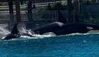 ویدئو | مبارزه بی‌رحمانه دو نهنگ در پارک مصنوعی سی‌ورلد آمریکا