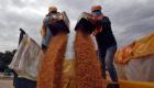 مصر تشتري 240 ألف طن من القمح الروسي في صفقة شراء مباشر