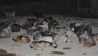 Pakistan'da hayvan barınağını sel vurdu