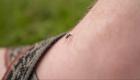 دراسة تكشف السر.. كيف يعثر البعوض علينا دومًا؟