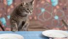 الشرطة الصينية تنقذ 150 قطة من مائدة عشاء