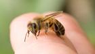 Etats Unis : Un jeune américain victime de 20 000 piqûres d'abeilles tueuses