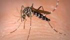 France: 131 cas de dengue signalés depuis mai