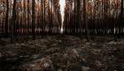 « Avertissement à l'humanité » : un tiers des espèces d'arbres menacées
